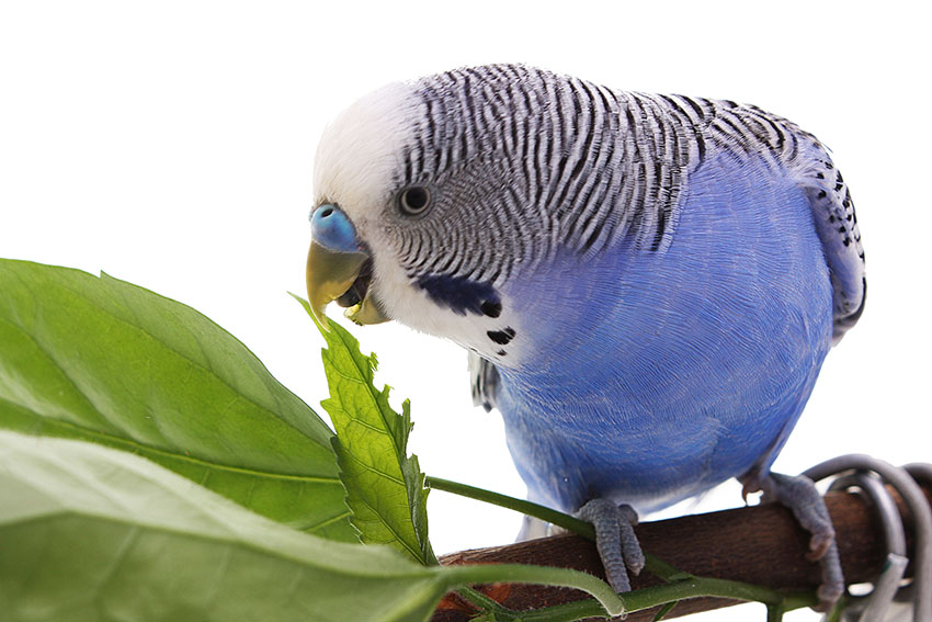 Blue budgie eating herbs