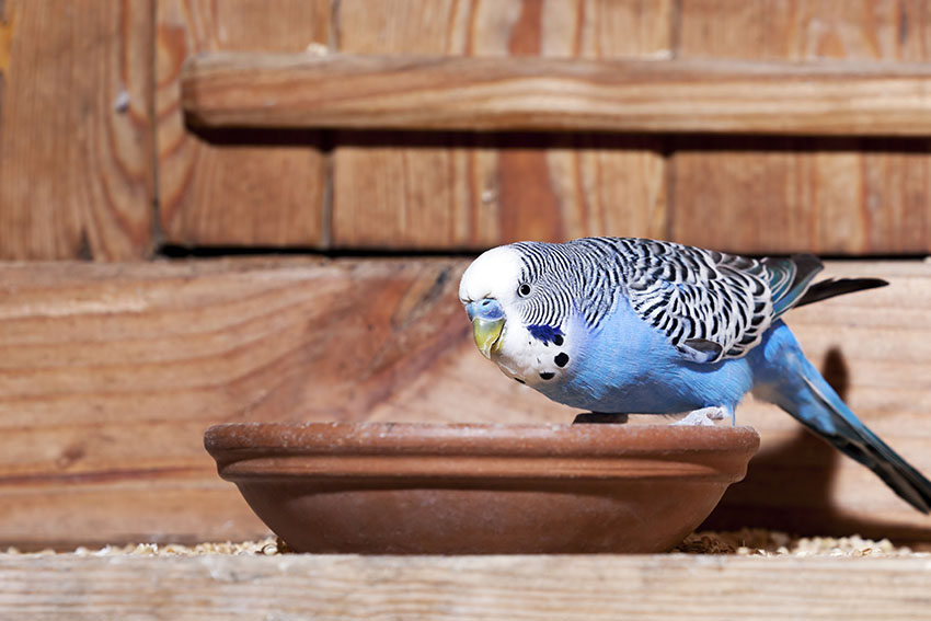 Blue budgie feeding from bowl