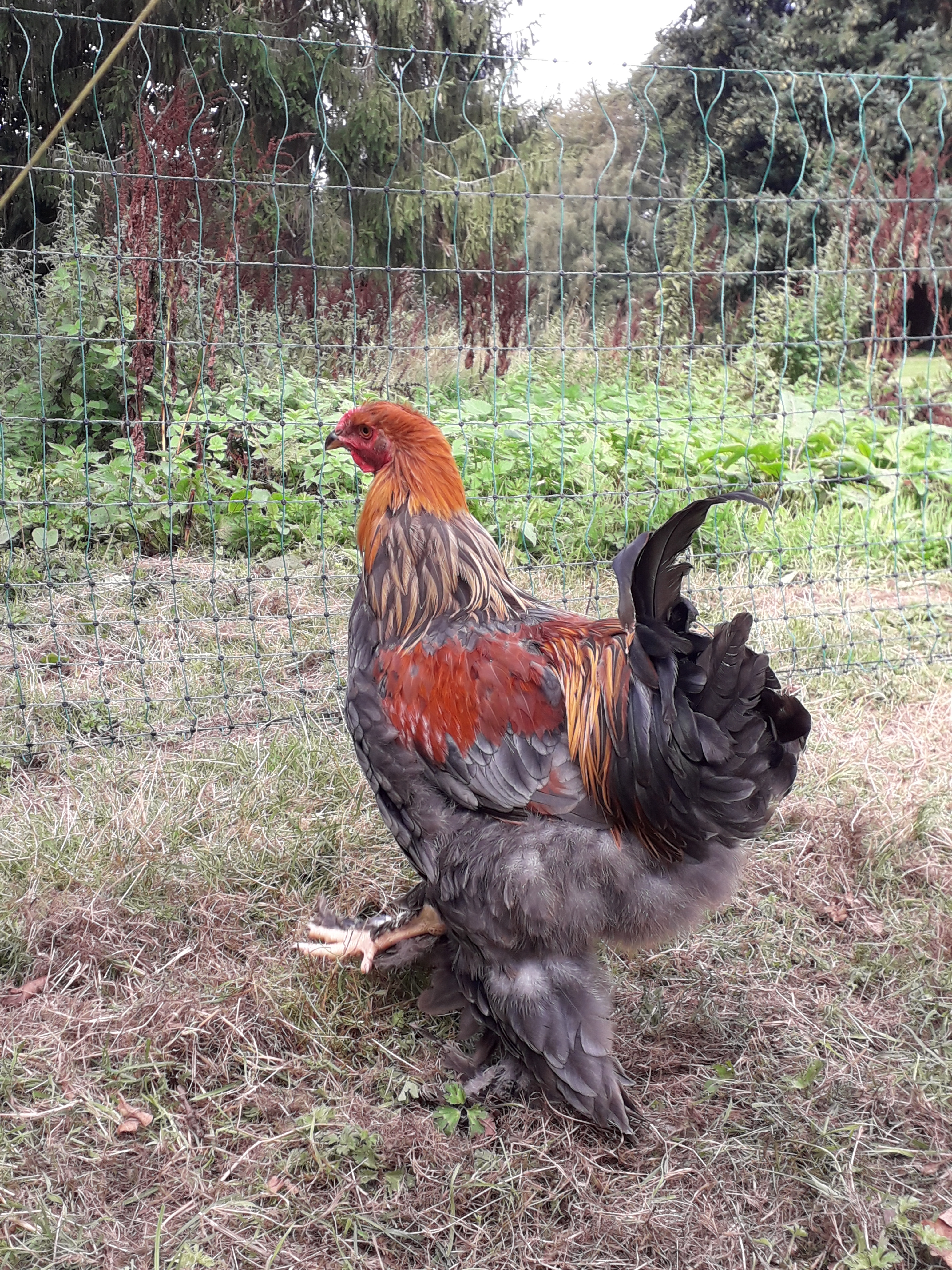 Brahma For Sale Chickens Breed Information Omlet