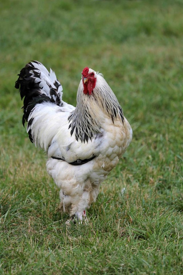 Brahma For Sale Chickens Breed Information Omlet