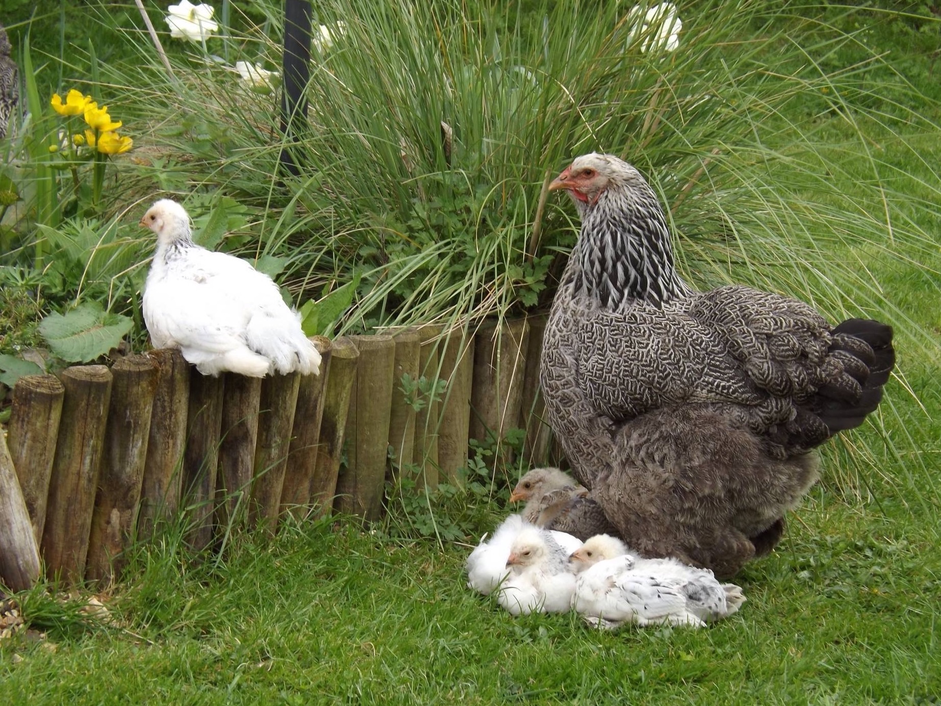 Brahma For Sale Chickens Breed Information Omlet