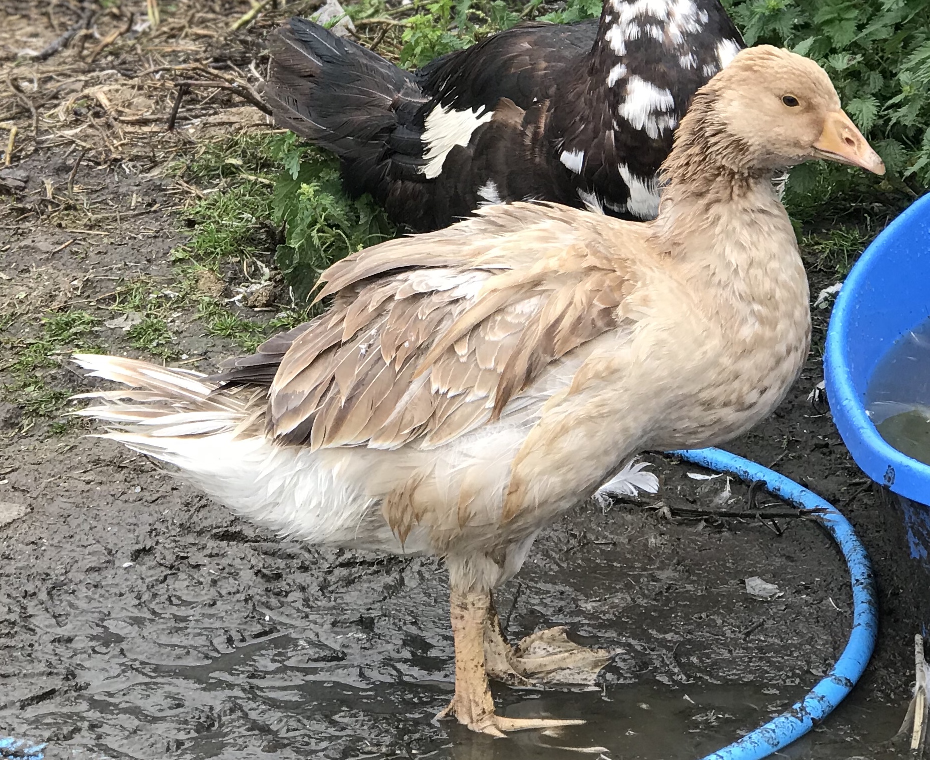 Brecon Buff For Sale Geese Breed Information Omlet