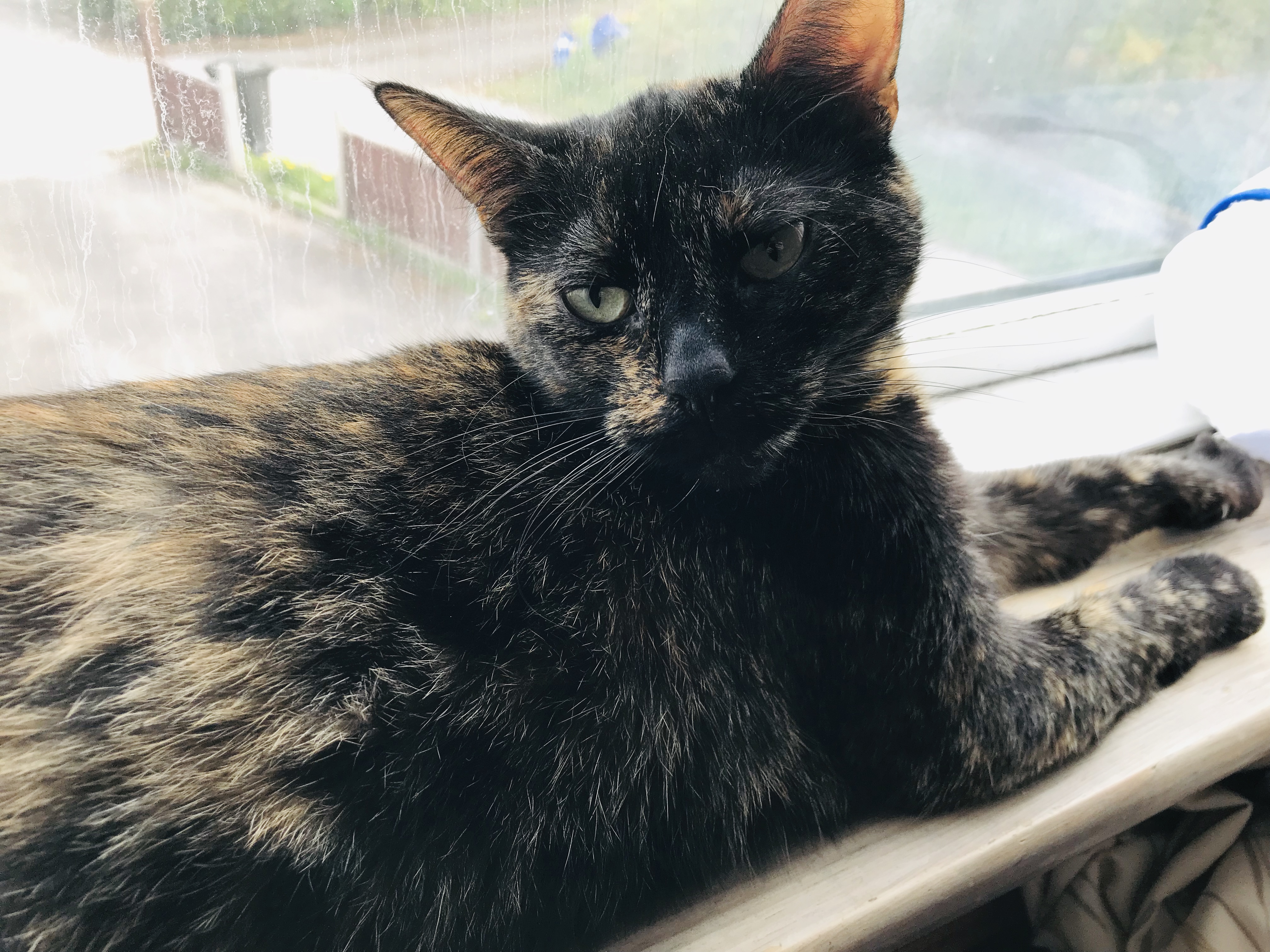British Shorthair Tortie Cats Breed Information Omlet