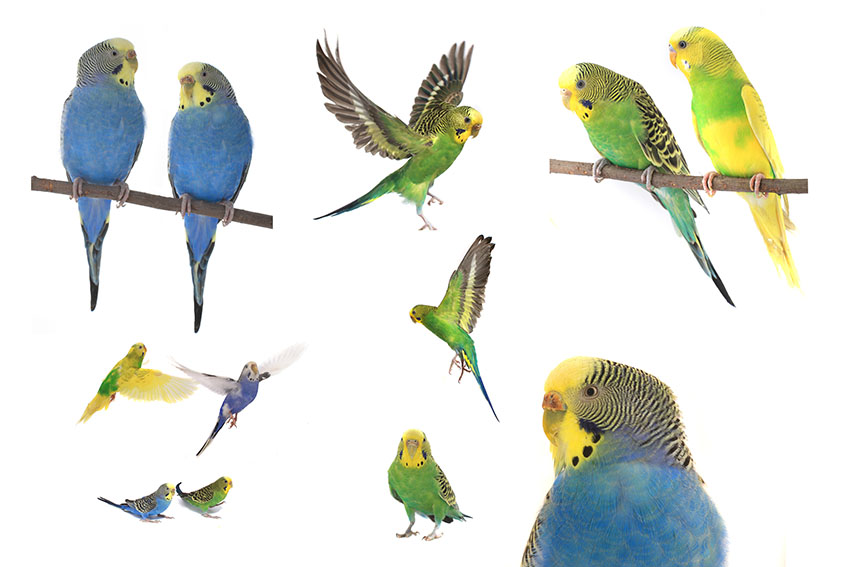 budgerigar_names