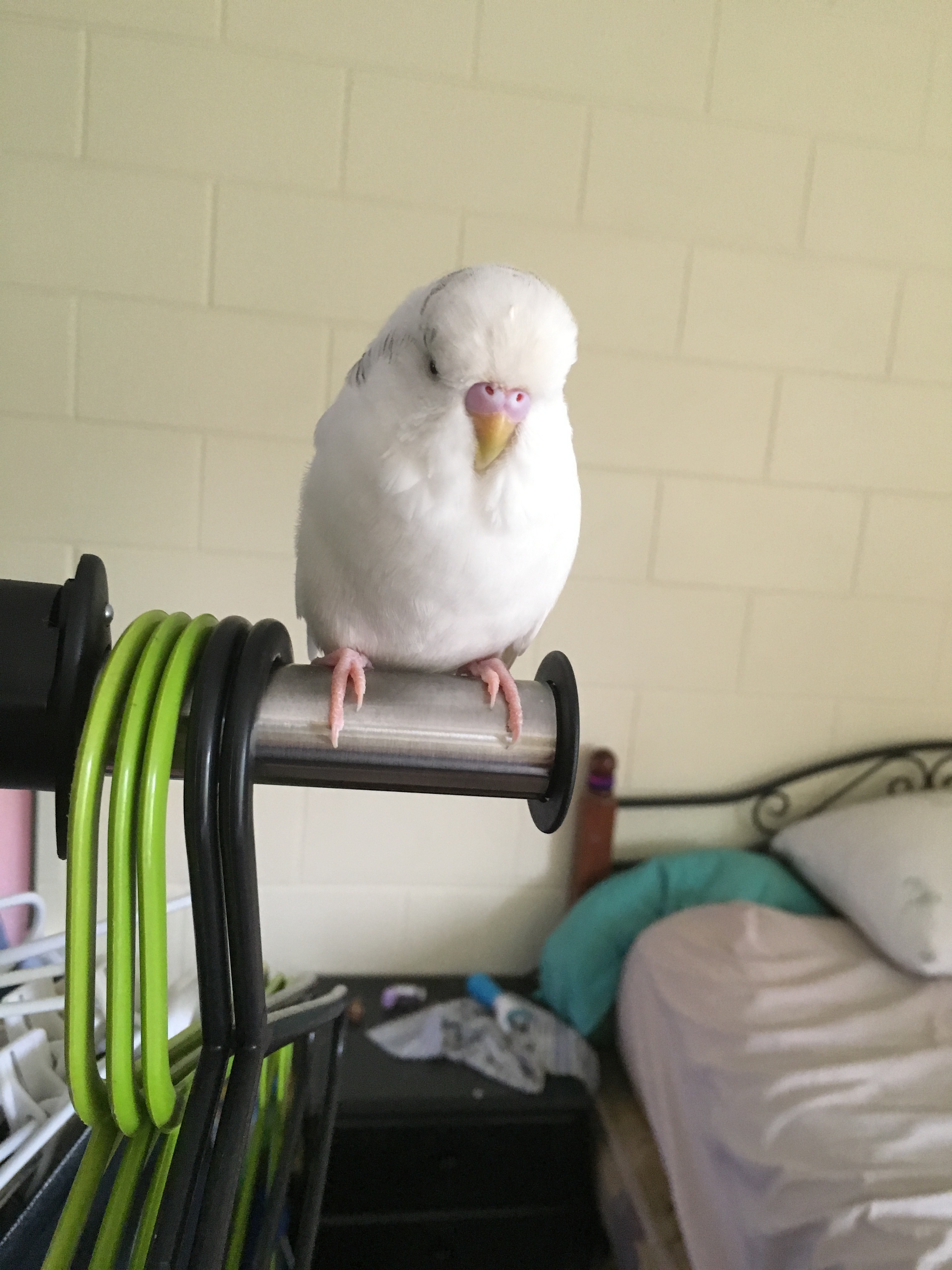 Rare Budgie Colours Chart