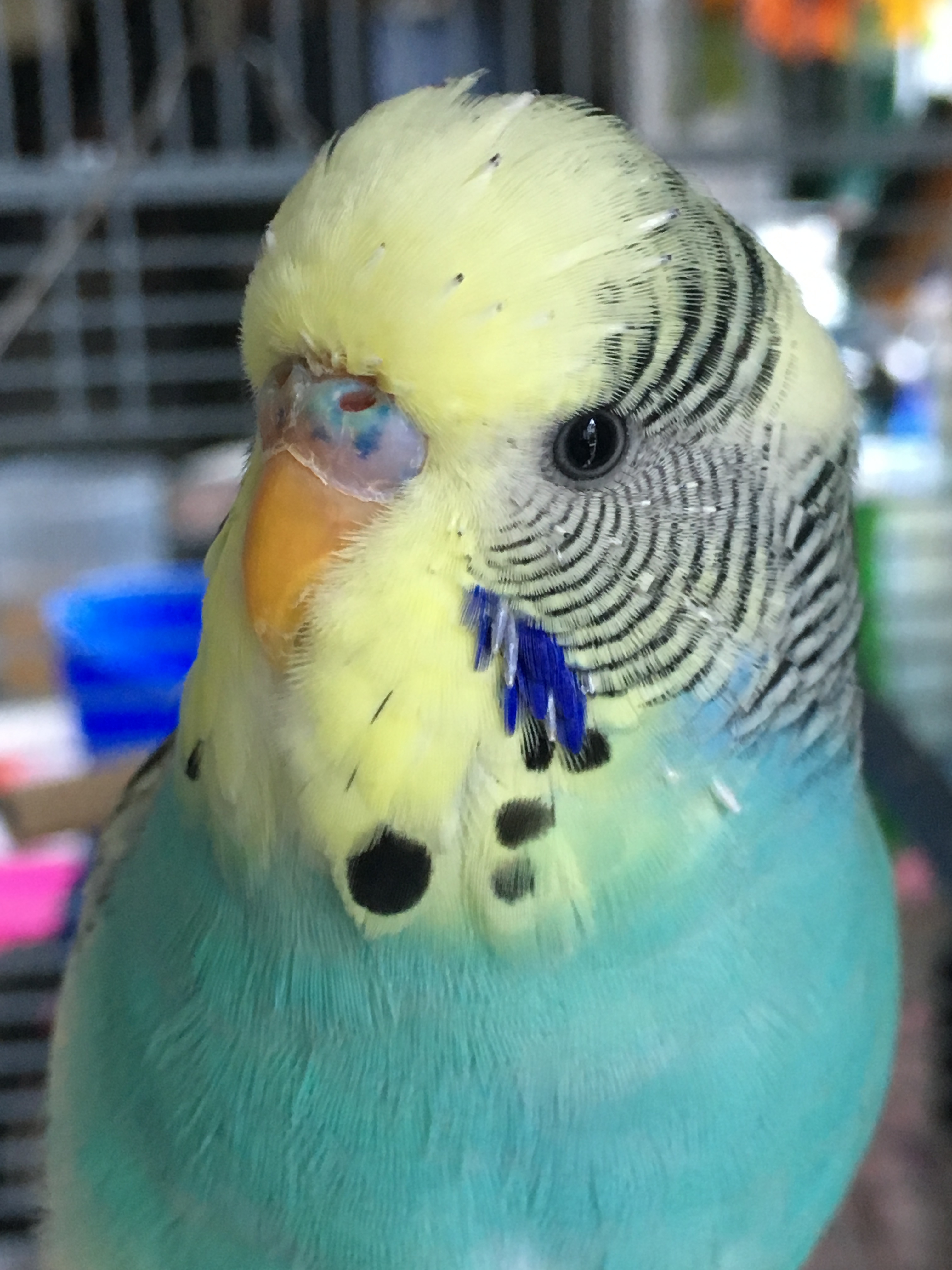 Rare Budgie Colours Chart