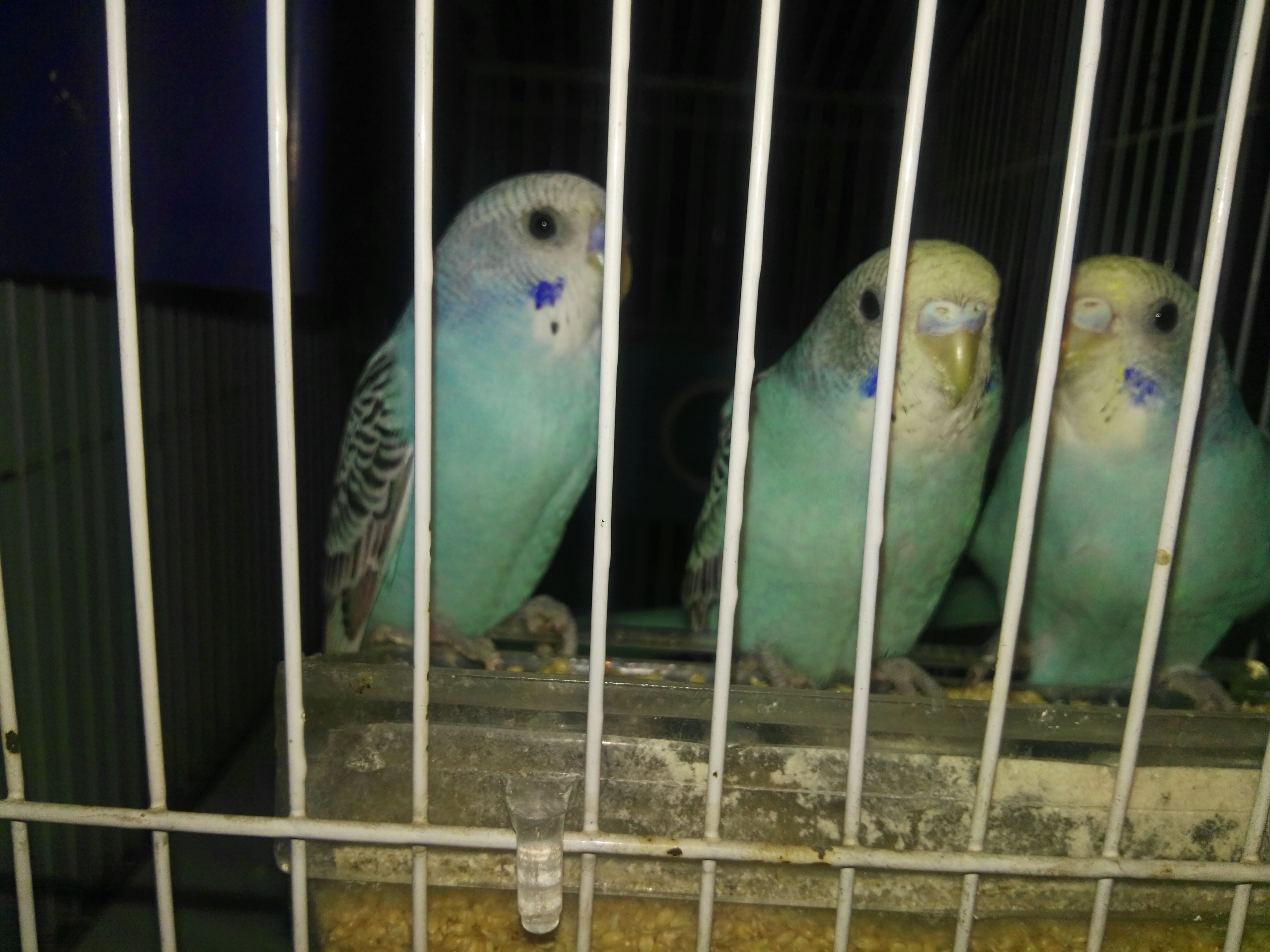 Rare Budgie Colours Chart