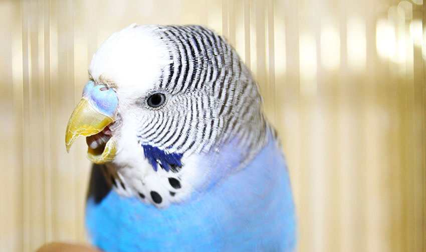 budgie anger