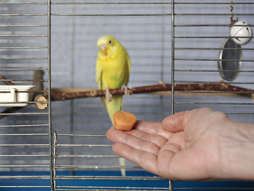 Budgie eating carrot