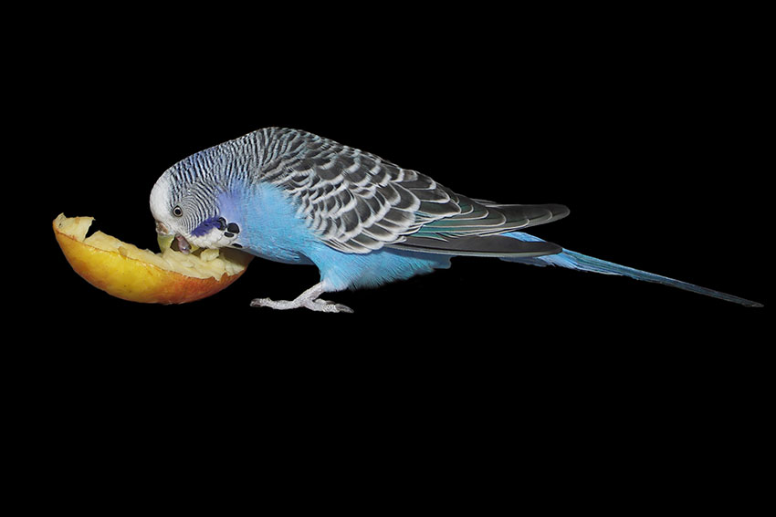 Budgie eating apple