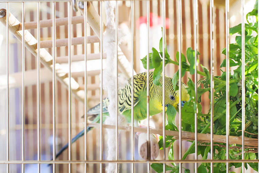 A budgie eating greens