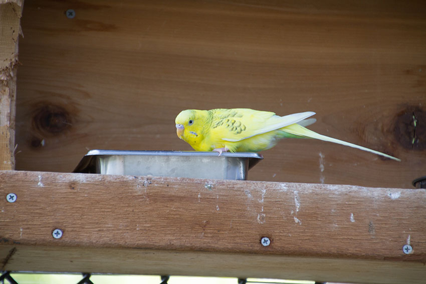 Budgie feeding from a tray