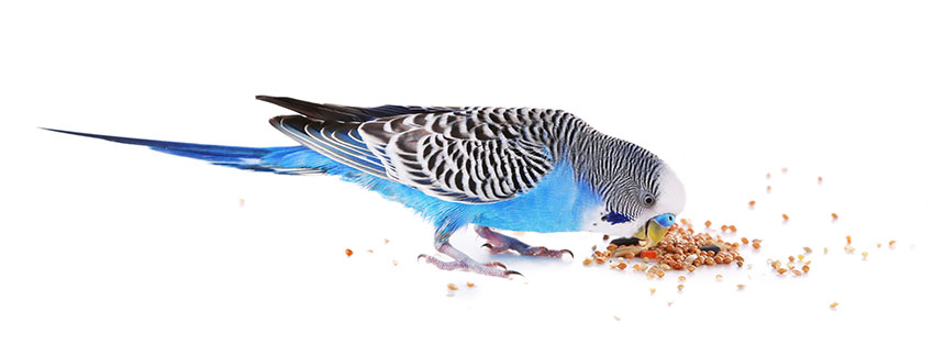 budgie feeding on the ground