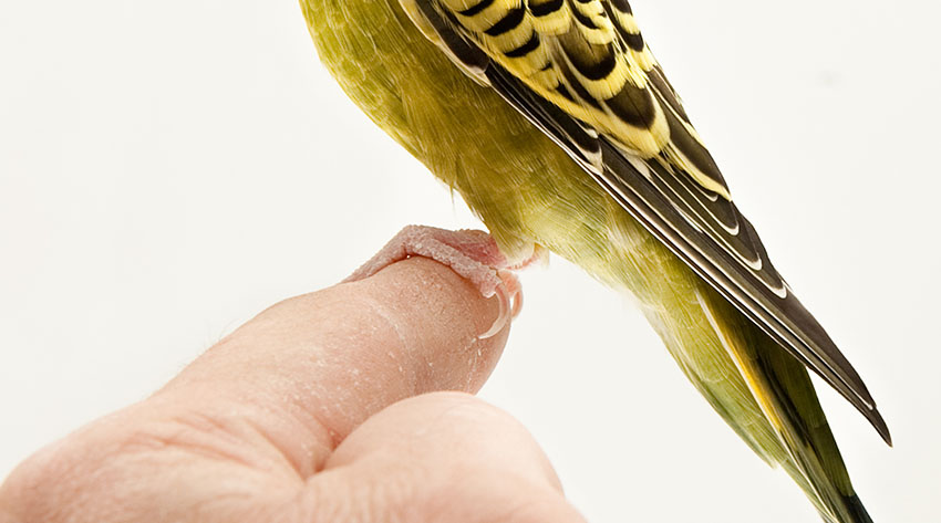 budgie_feet