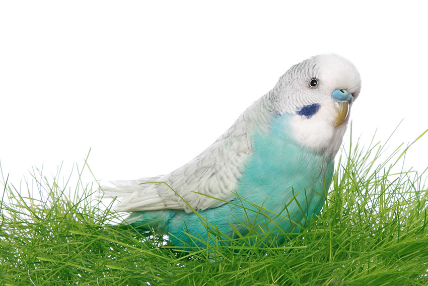 budgie grass