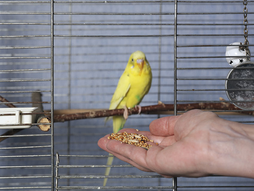 A budgie being hand-fed with grains