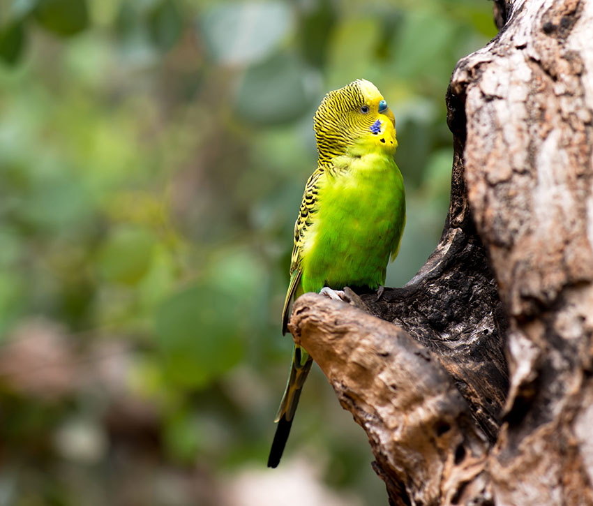 Budgie in eucalyptus tree