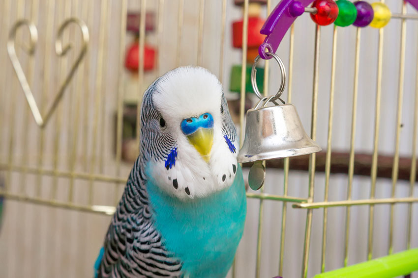 budgie loves bell