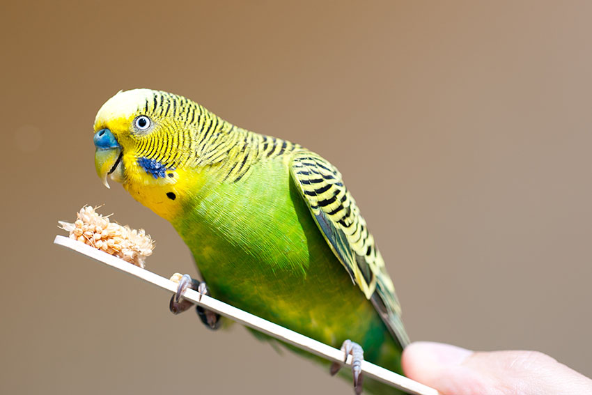 Budgie millet stick