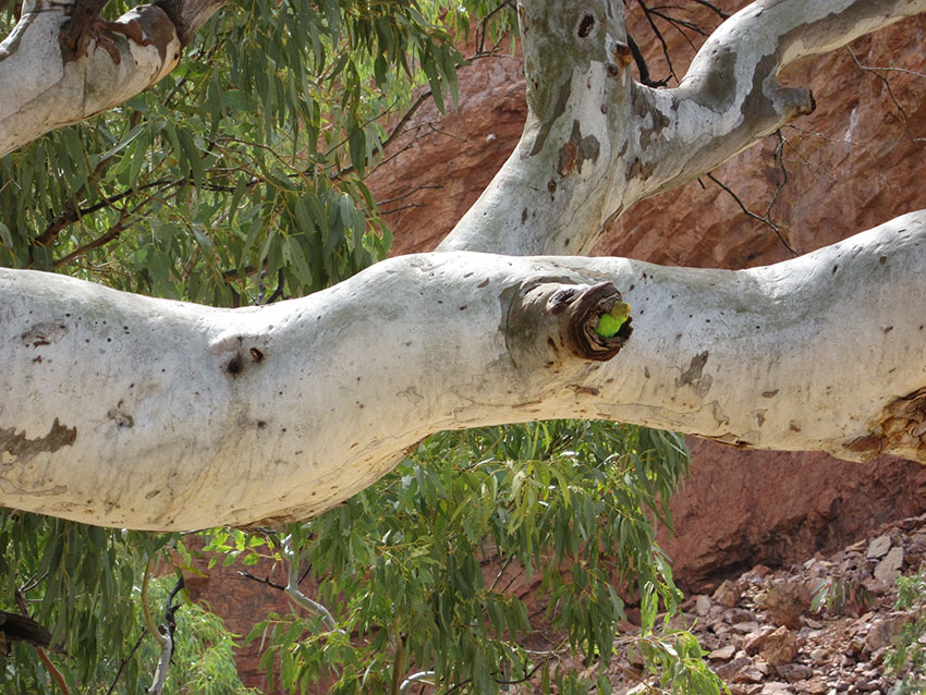 Budgie nest in tree