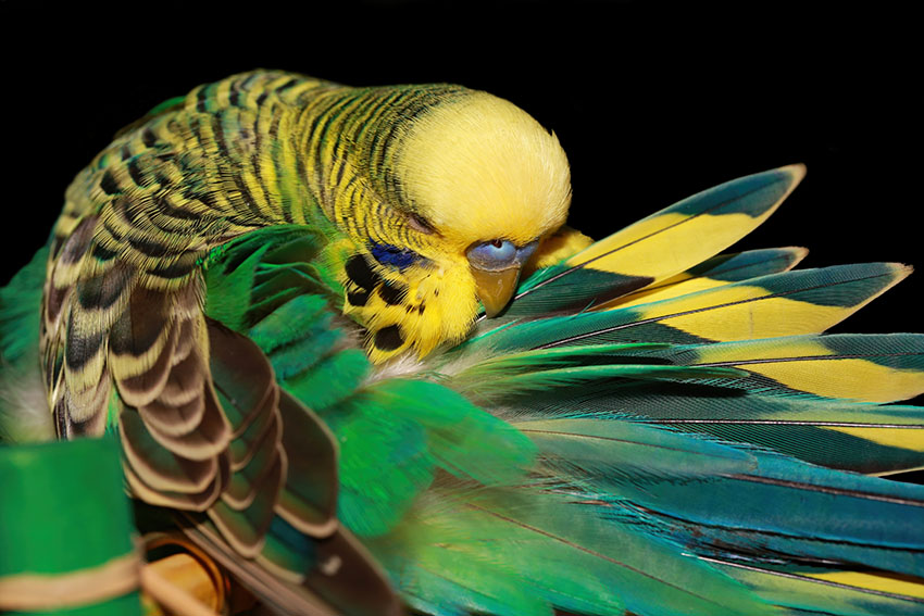 budgie preening