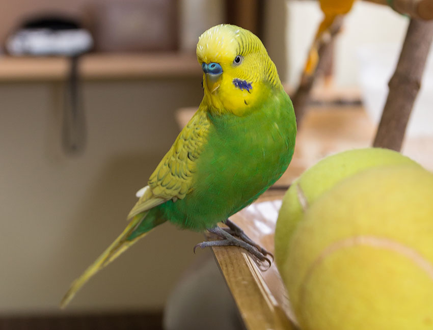 budgie tennis ball