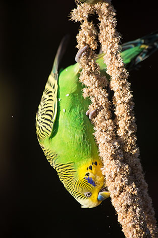 budgie upside down on millet