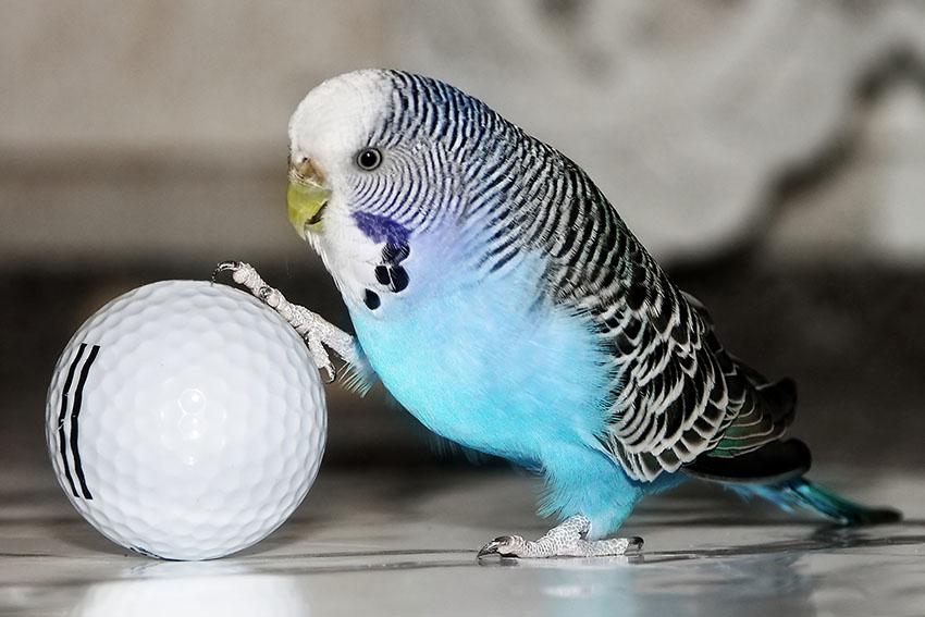 budgie_with_golf_ball.jpg