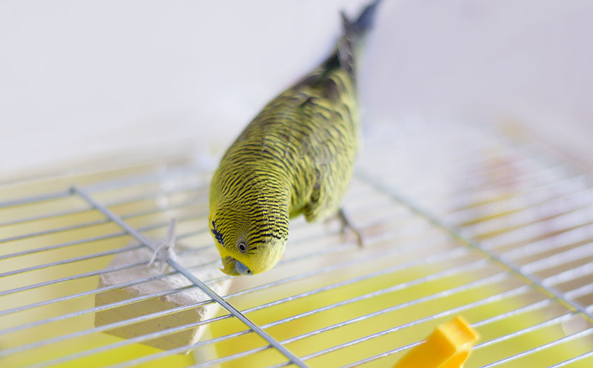 budgie with mineral block