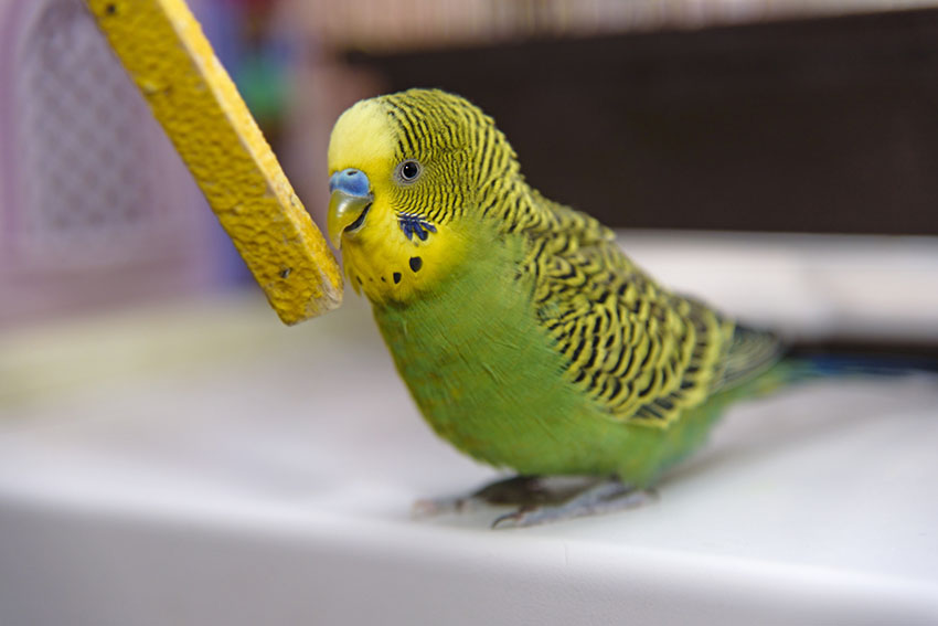 The Art Of Clicker Training: Teaching Parrots Tricks And Commands  