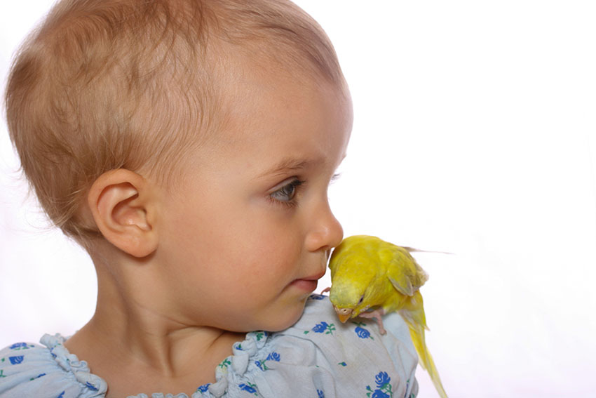 budgies and children