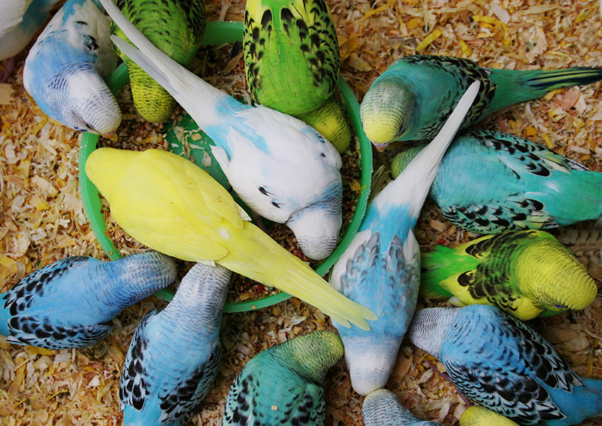 Budgies eating seed