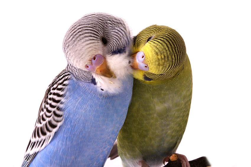 budgies in mutual preening