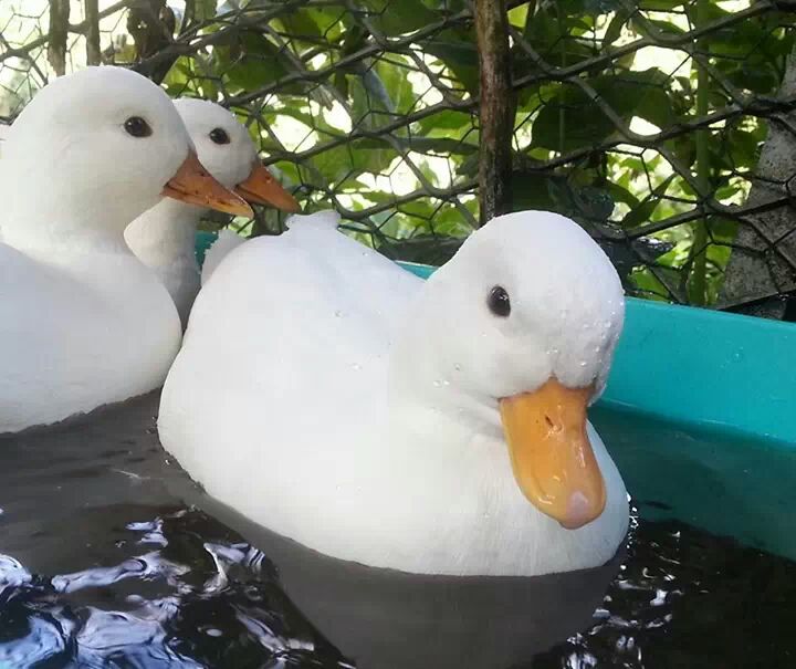 Call Duck | Ducks | Breed Information | Omlet
