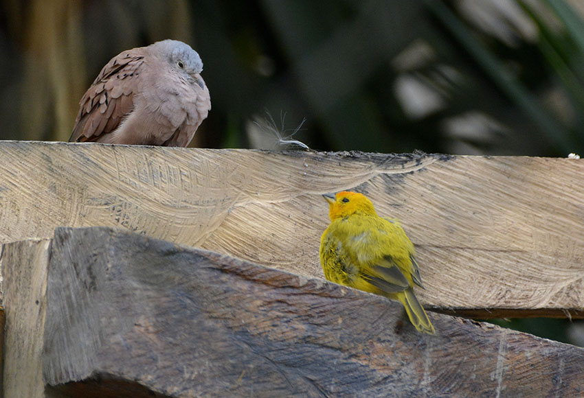 Canary and dove