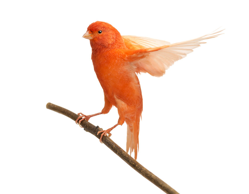 Perches for Pet Birds, Finch Accessories, Finches and Canaries