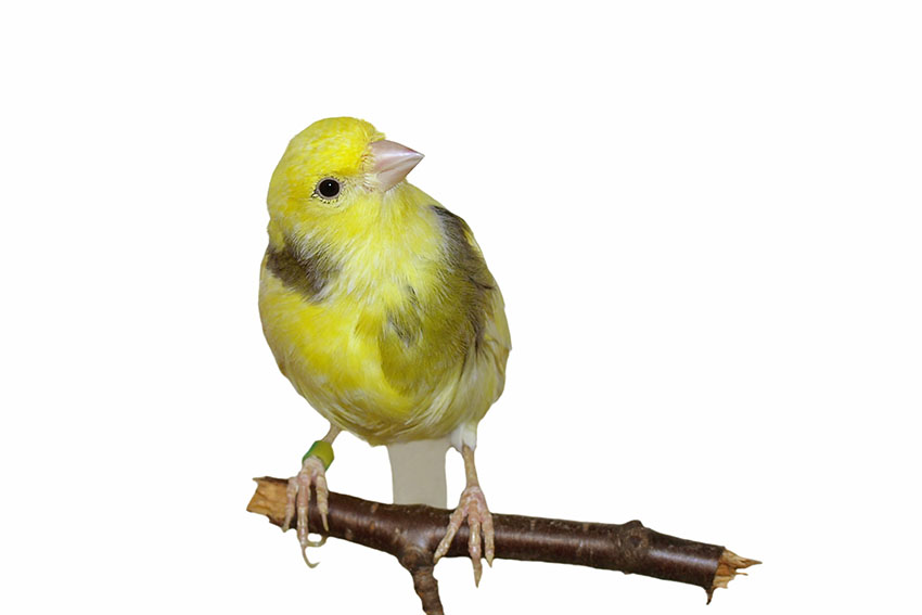 What are tips for buying a canary?