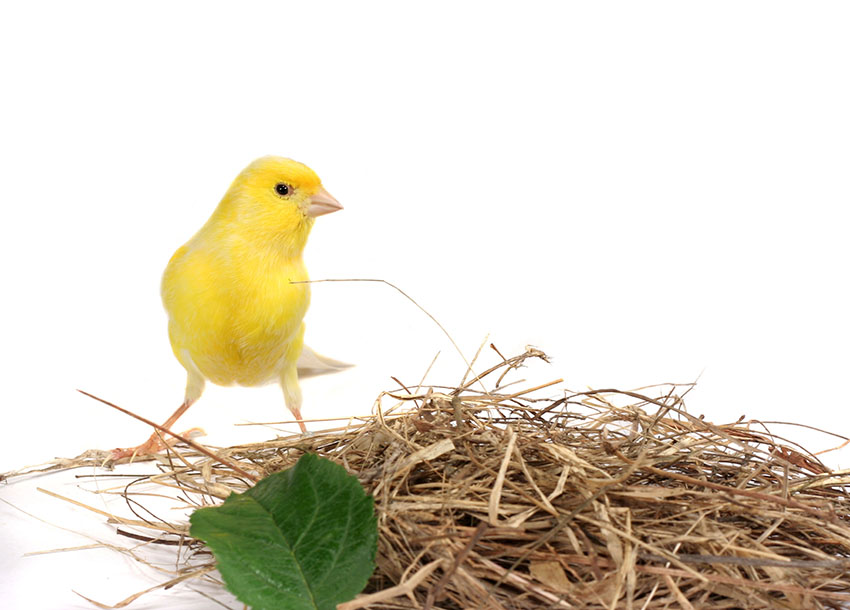 Canary nesting material