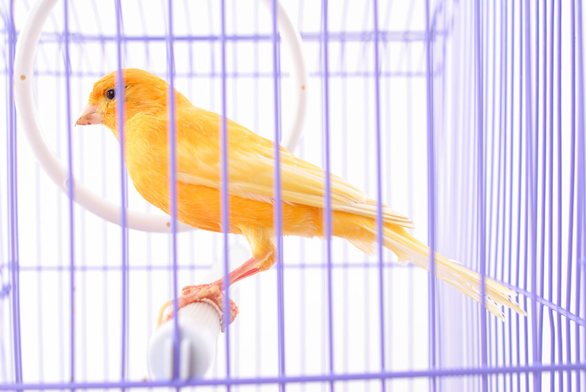 a canary for one hemingway