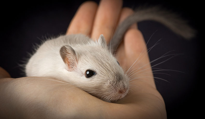 capture gerbil