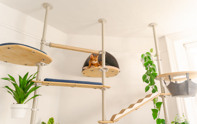 A bengal cat on a cat tree with house plants