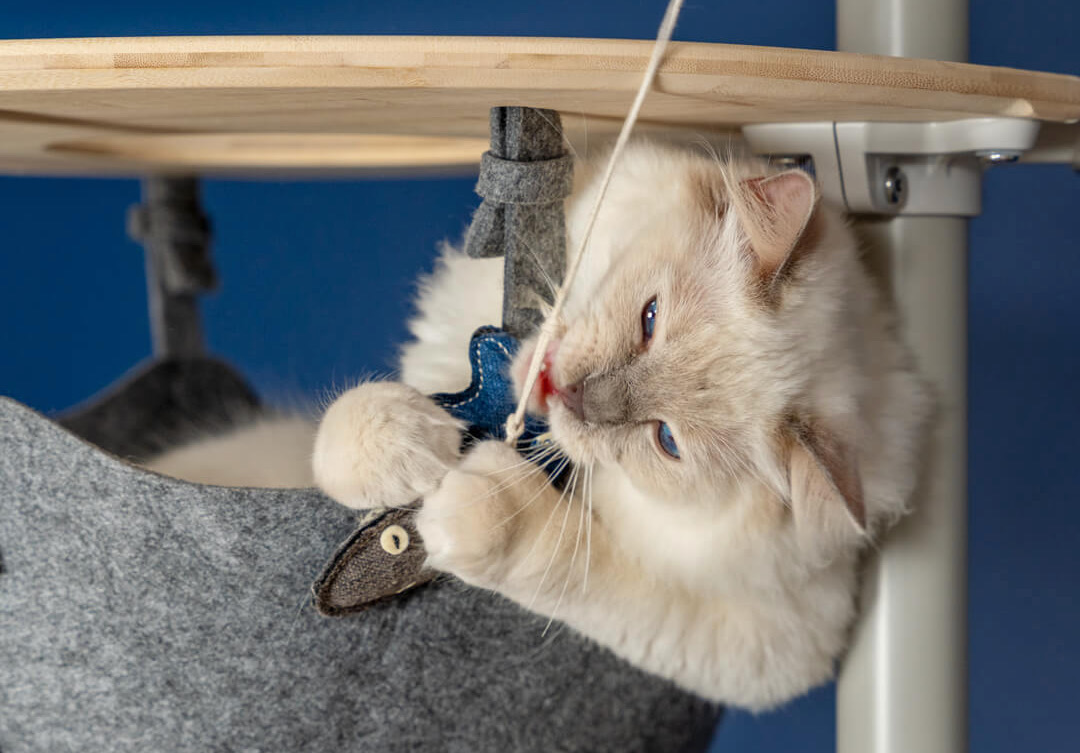 White cat playing with fish shaped cat toy