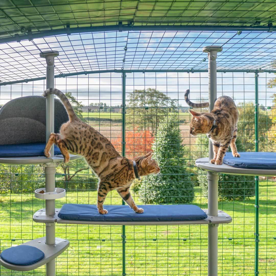 cat enclosure accessories