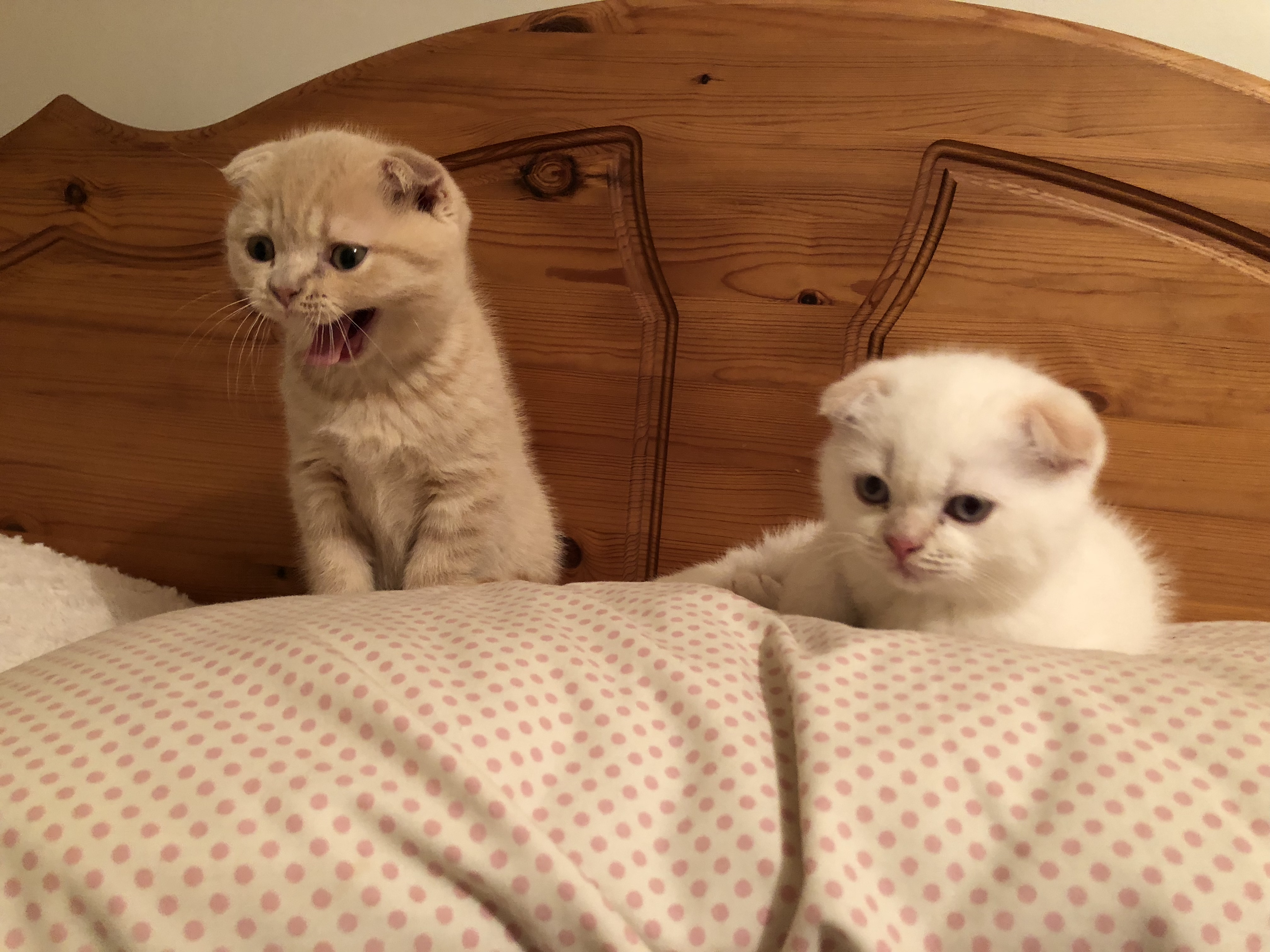 The Best Time To Get A Cat Should I Get A Cat? Cats Guide Omlet UK