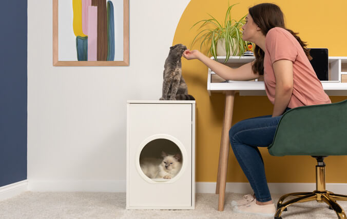 White cat in a cat house and a grey cat on top getting scratched