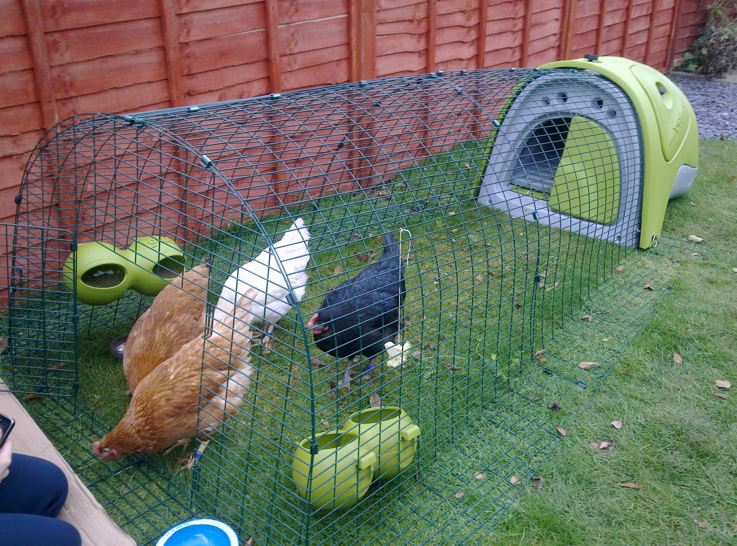 City Chickens | Should I Keep Chickens? | Chickens | Guide | Omlet Uk