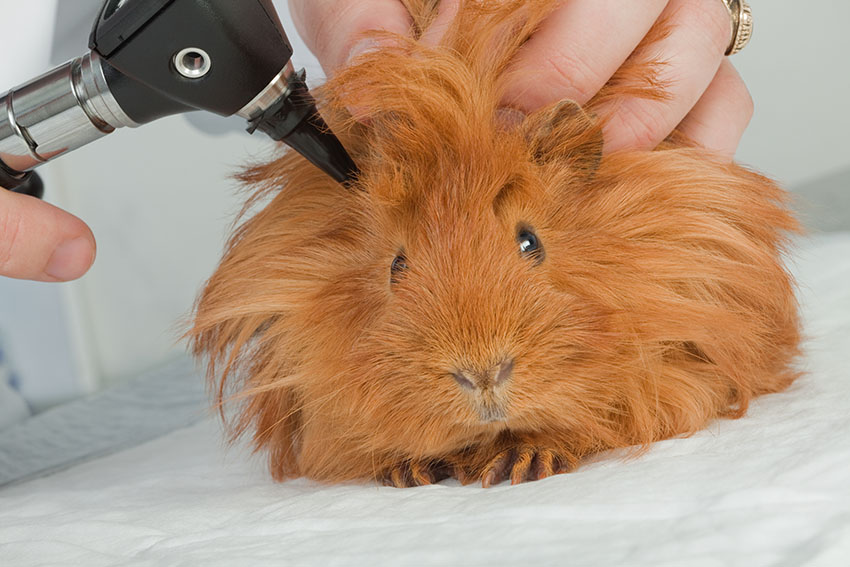 checking a guinea pigs ears