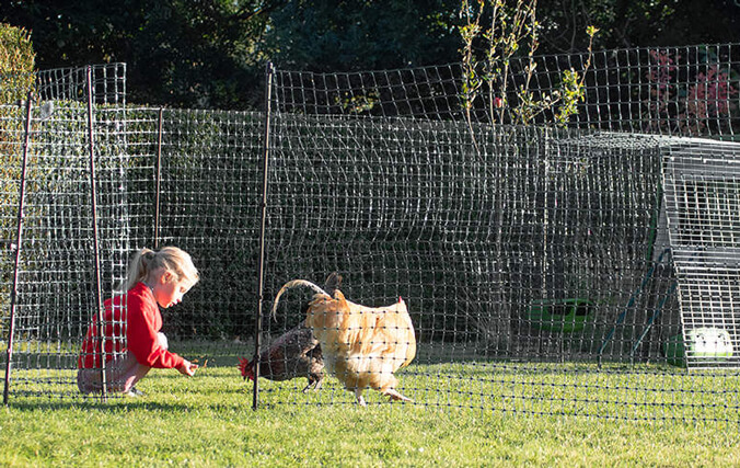 A chicken fencing can give your hens more space to explore! girl feeding chickens in chicken fencing enclosure