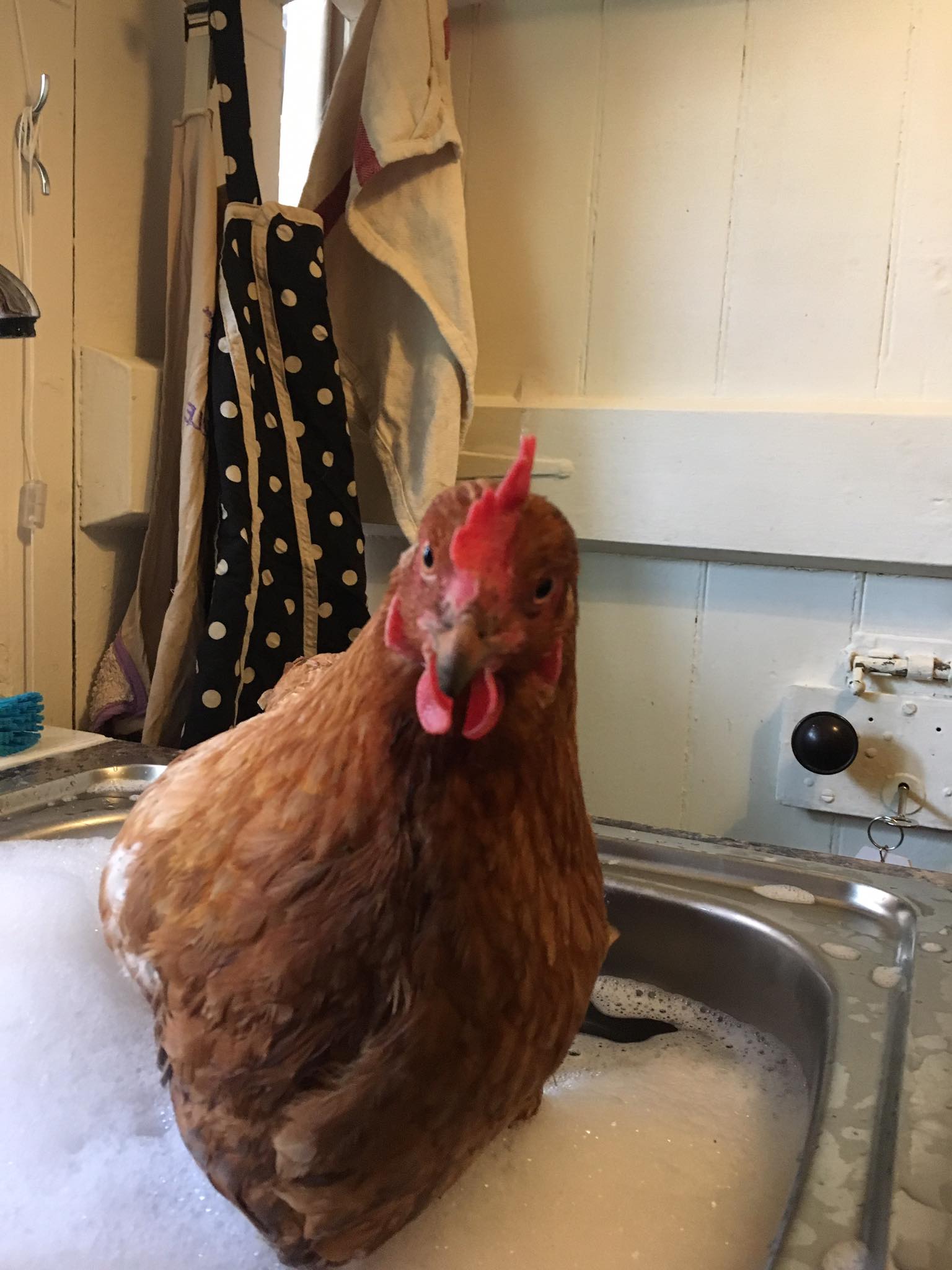 How to Wash and Dry Your Chicken Chicken Care Chickens Guide