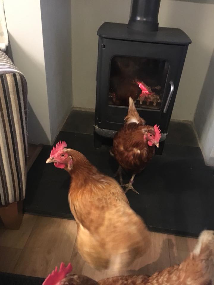 How to Wash and Dry Your Chicken Chicken Care Chickens Guide